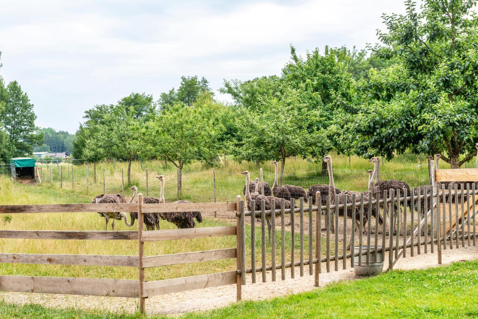Beutenmuehle Straussenfarm Dach Owingen Exteriér fotografie