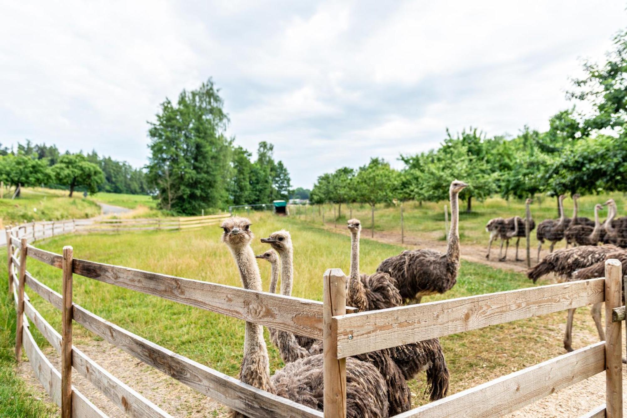 Beutenmuehle Straussenfarm Dach Owingen Exteriér fotografie